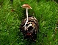 Mäuseschwänzchen, Foto 9