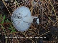 Mausgrauer Erdritterling, Foto 16