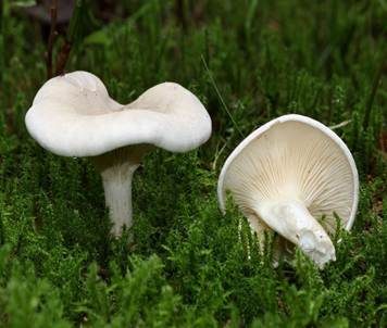 Mehlräsling, Foto 2