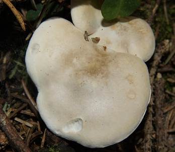 Mehlräsling, Foto 4