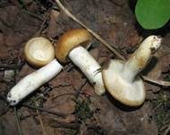 Mehlstieltäubling, Foto 21