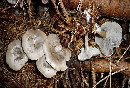 Grauer Mehltrichterling, Foto 2