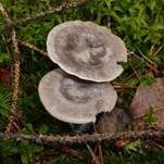 Grauer Mehltrichterling, Foto 19