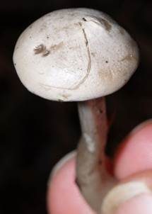 Grauer Mehltrichterling, Foto 4