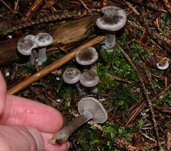 Grauer Mehltrichterling, Foto 5