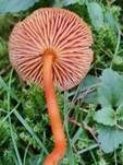 Mennigroter Saftling, Foto 22