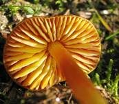 Mennigroter Saftling, Foto 24