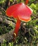 Mennigroter Saftling, Foto 27