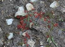 Menningfarbiger Borstling, Foto 8