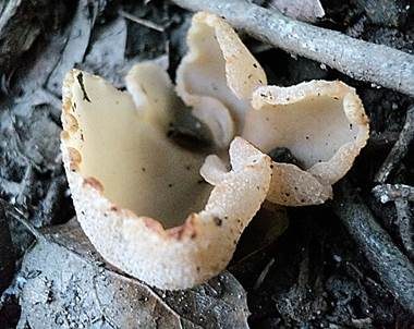 Blasiger Becherling, Foto 2