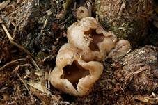 Blasiger Becherling, Foto 14