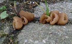 Blasiger Becherling, Foto 6