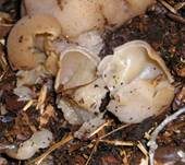 Blasiger Becherling, Foto 8