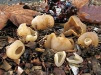 Blasiger Becherling, Foto 9