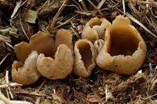 Blasiger Becherling, Foto 11