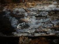 Milchiger Wachskrustenpilz, Foto 6
