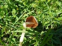 Milchweißes Samthäubchen, Foto 14