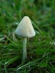 Milchweißes Samthäubchen, Foto 15