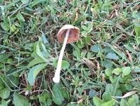 Milchweißes Samthäubchen, Foto 17