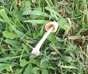 Milchweißes Samthäubchen, Foto 18