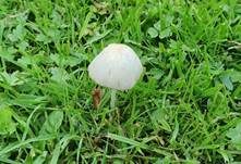 Milchweißes Samthäubchen, Foto 20