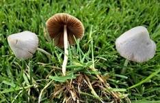 Milchweißes Samthäubchen, Foto 21