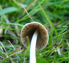 Milchweißes Samthäubchen, Foto 5