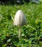 Milchweißes Samthäubchen, Foto 9