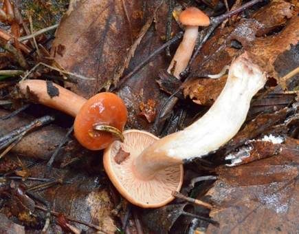 Milder Milchling, Foto 2