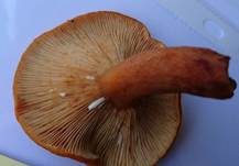 Milder Milchling, Foto 15
