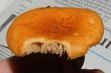 Milder Milchling, Foto 17