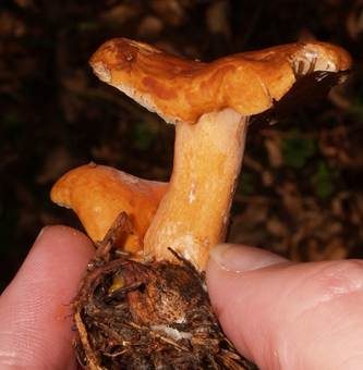 Milder Milchling, Foto 4