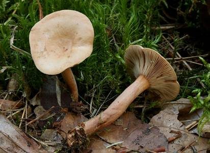 Milder Schwefelmilchling, Foto 2