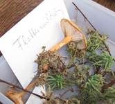 Milder Schwefelmilchling, Foto 15