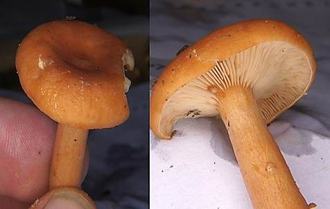 Milder Schwefelmilchling, Foto 4