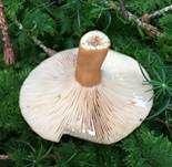 Milder Schwefelmilchling, Foto 9