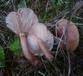 Milder Schwefelmilchling, Foto 10