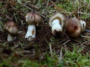 Milder Wachstäubling, Foto 3