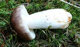Milder Wachstäubling, Foto 17