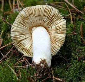 Milder Wachstäubling, Foto 5