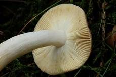 Milder Wachstäubling, Foto 8