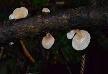 Milder Zwergknäueling, Foto 14