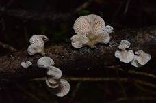 Milder Zwergknäueling, Foto 15