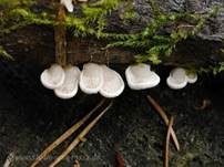 Milder Zwergknäueling, Foto 16