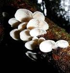 Milder Zwergknäueling, Foto 19