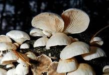 Milder Zwergknäueling, Foto 20