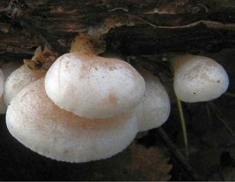 Milder Zwergknäueling, Foto 4