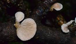 Milder Zwergknäueling, Foto 9