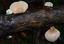 Milder Zwergknäueling, Foto 10