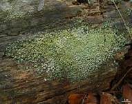 Minikörnchenflechte, Foto 10